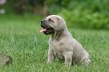 CANE CORSO 1092